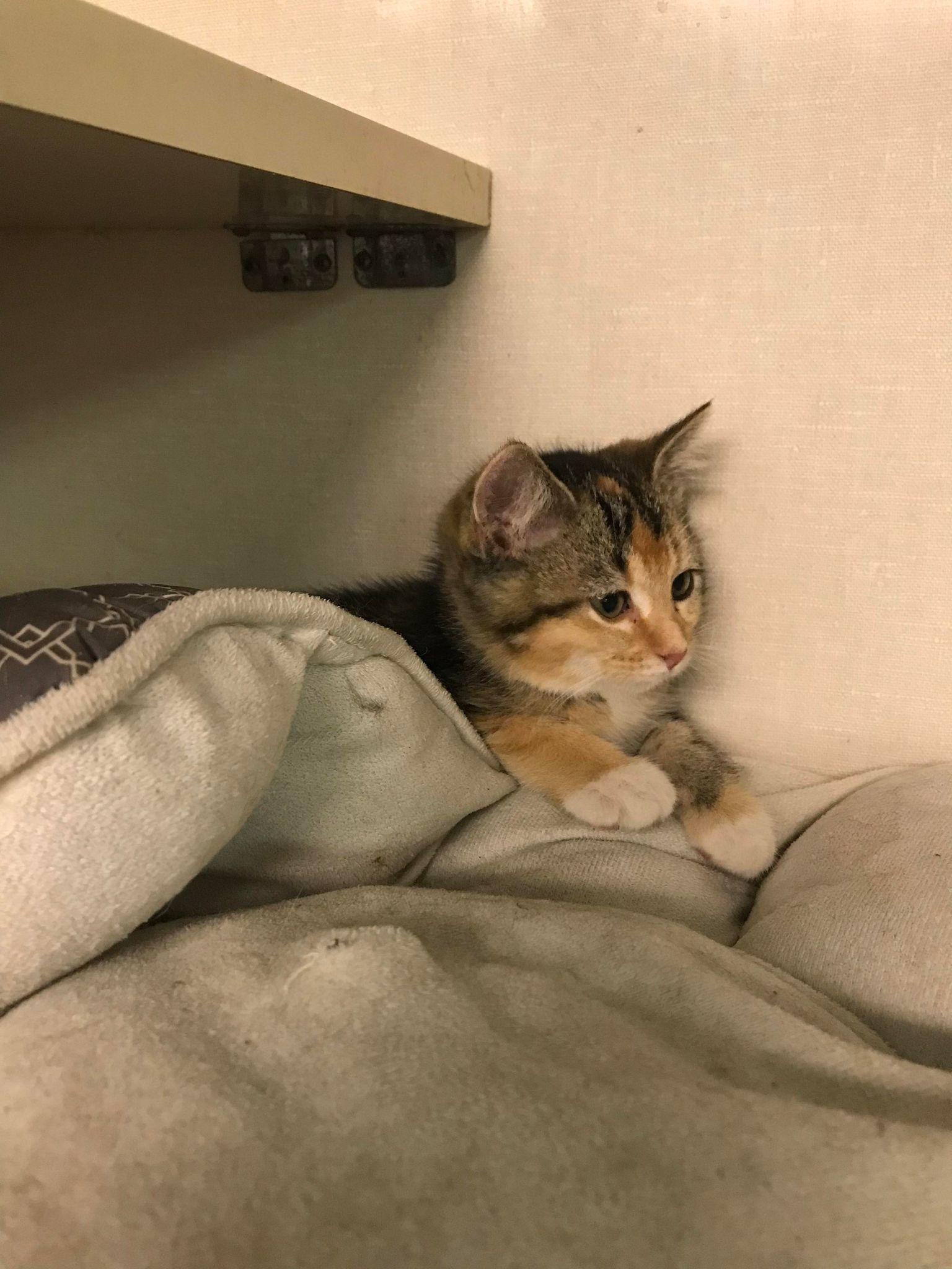 Miss Bossy, an adoptable Calico in St. Ann, MO, 63074 | Photo Image 3
