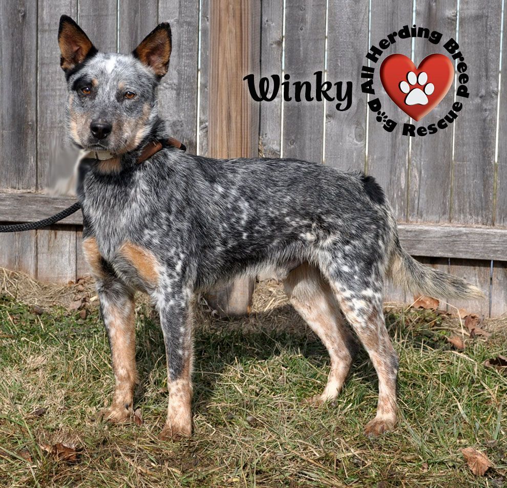 australian cattle dog wags its tail