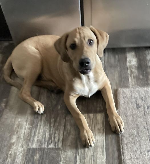 Abel, an adoptable Redbone Coonhound, American Bulldog in Marianna, FL, 32448 | Photo Image 1