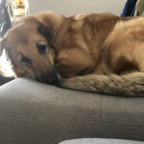 Alf 2