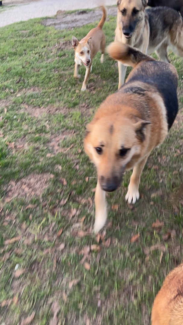 Millie, an adoptable German Shepherd Dog in Marianna, FL, 32448 | Photo Image 1