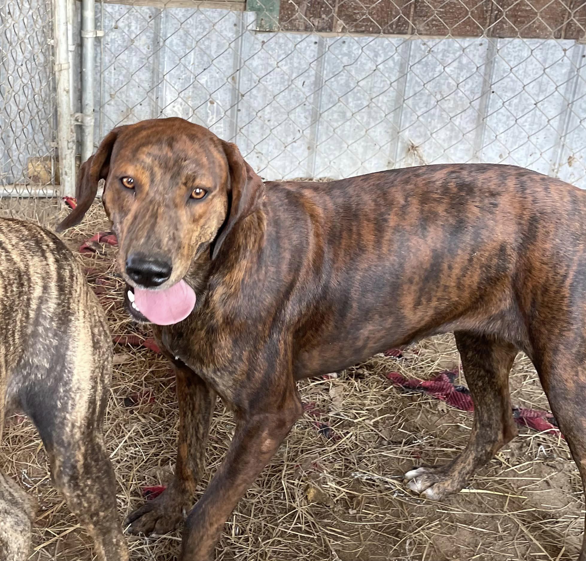 Grannie, an adoptable Plott Hound, Redbone Coonhound in Marianna, FL, 32448 | Photo Image 1