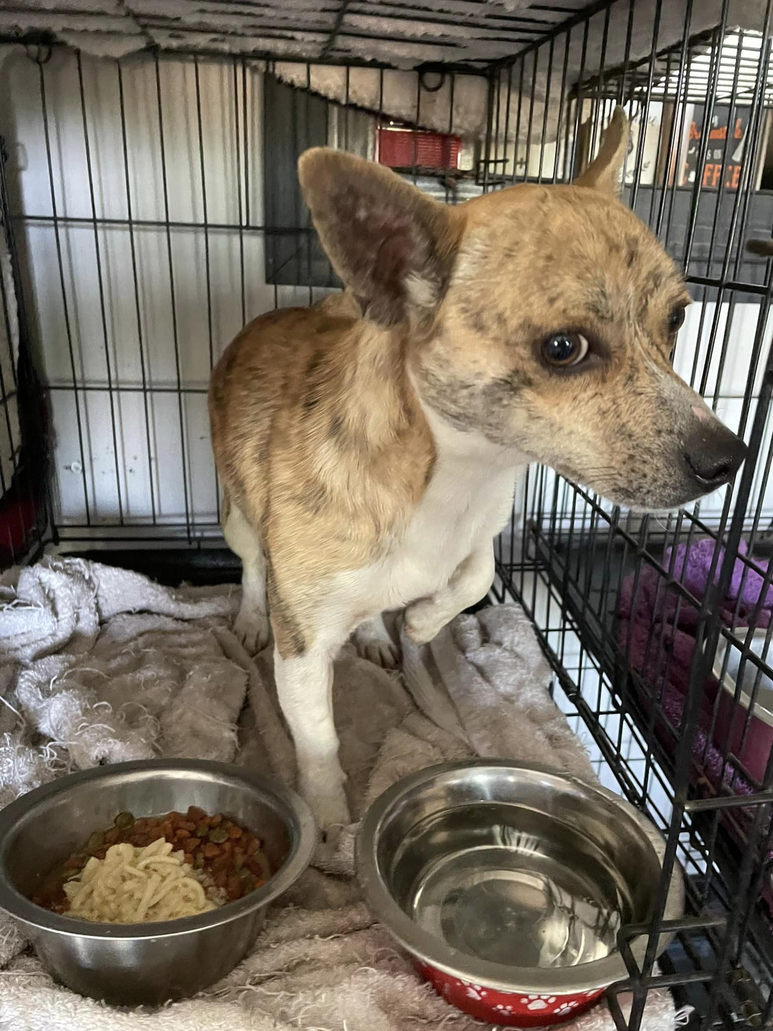 Tony, an adoptable Chihuahua in Marianna, FL, 32448 | Photo Image 1