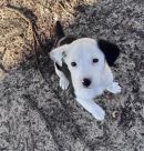 A378975's profile on Petfinder.com