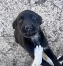 A378977's profile on Petfinder.com