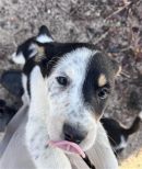 A378976's profile on Petfinder.com