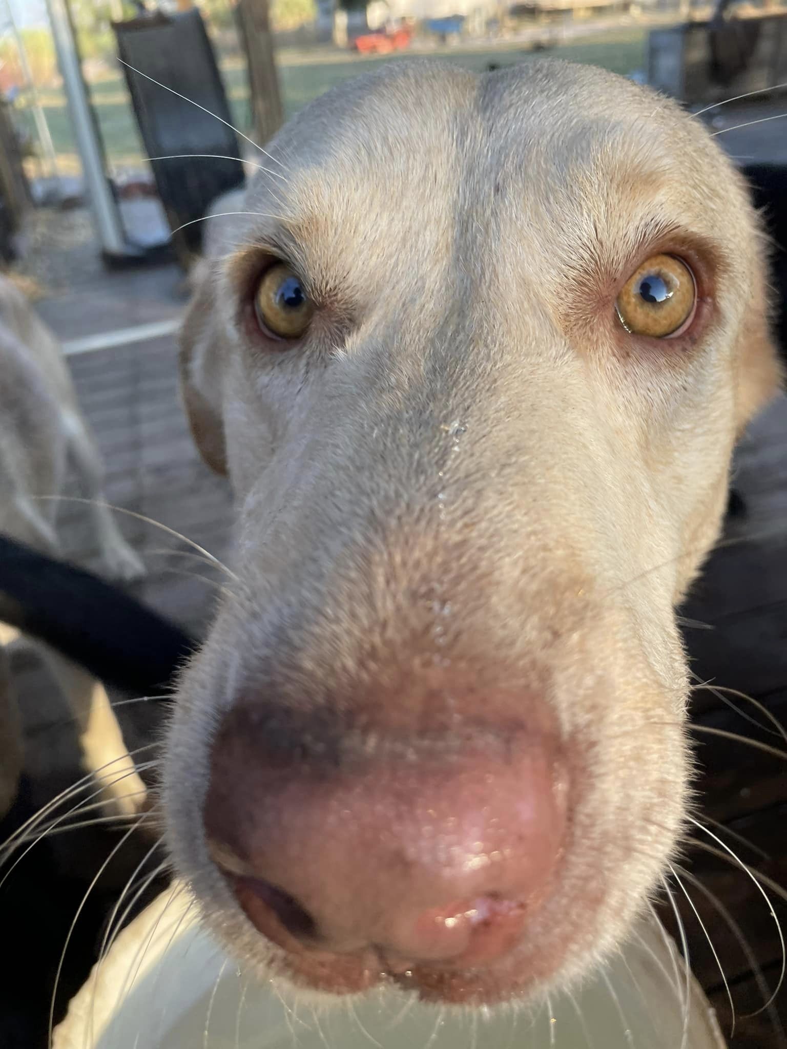 BUDDY, an adoptable Labrador Retriever in Marianna, FL, 32448 | Photo Image 1