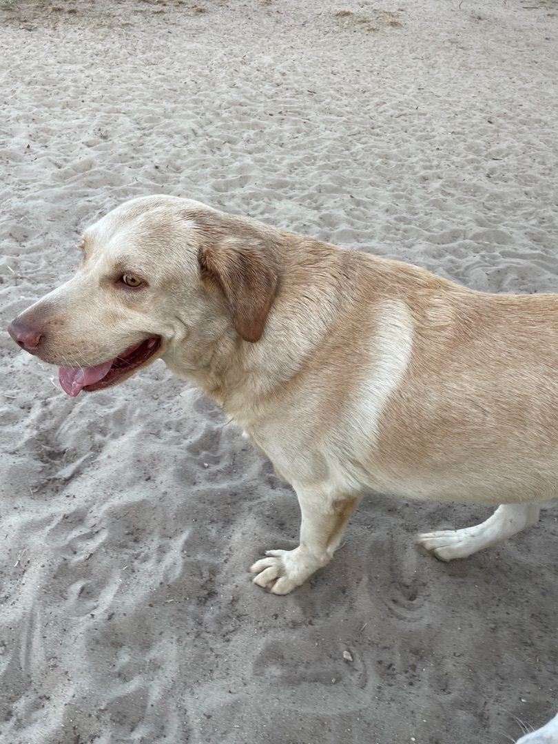 BUDDY, an adoptable Labrador Retriever in Marianna, FL, 32448 | Photo Image 2