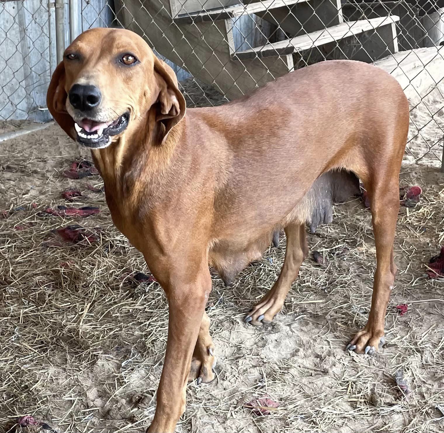 ANNIE, an adoptable Redbone Coonhound in Marianna, FL, 32448 | Photo Image 1