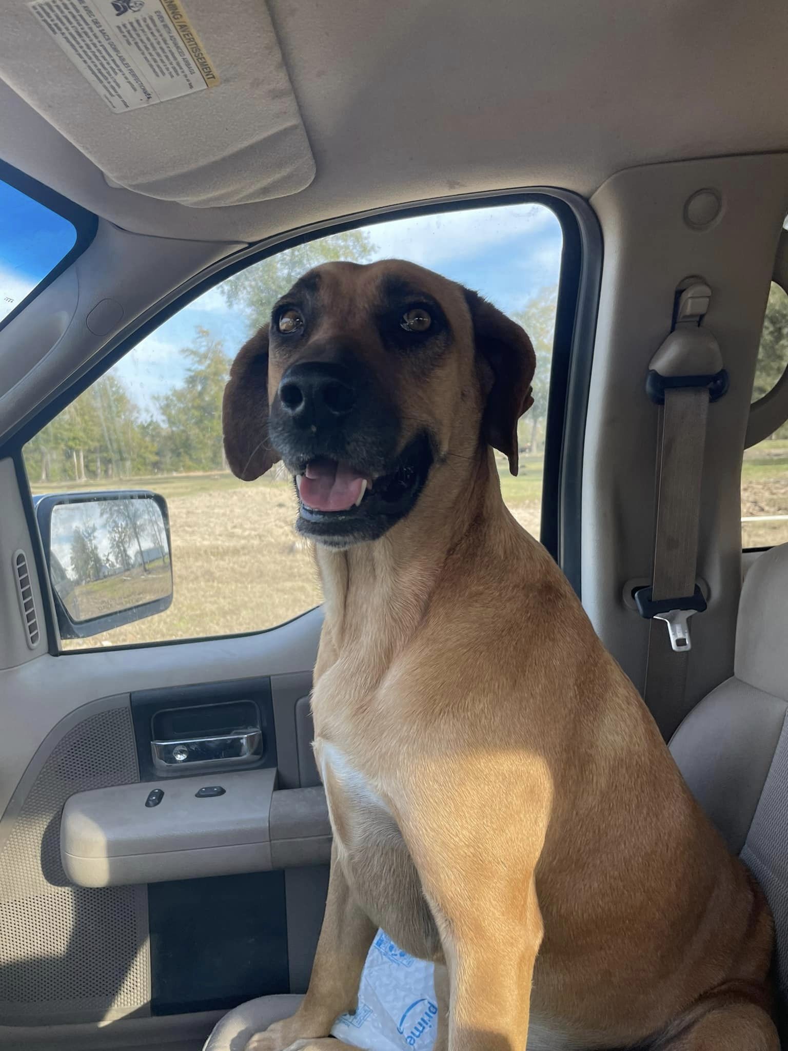 Roxi , an adoptable Bloodhound in Marianna, FL, 32448 | Photo Image 1