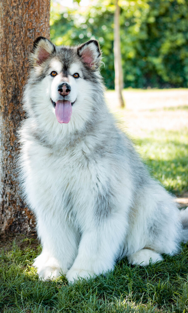 are malamute noisy