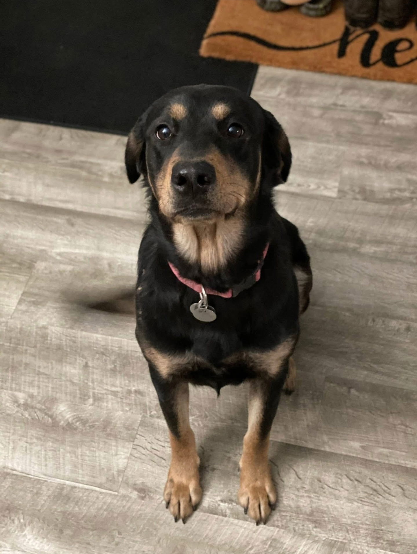 Ellie Benelli, an adoptable Rottweiler, Shepherd in Rosenberg, TX, 77471 | Photo Image 1
