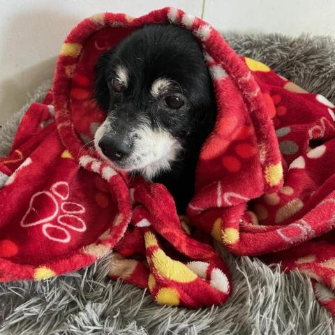 Willie (In Senior Hospice Care), an adoptable Pomeranian in Keaau, HI, 96749 | Photo Image 1