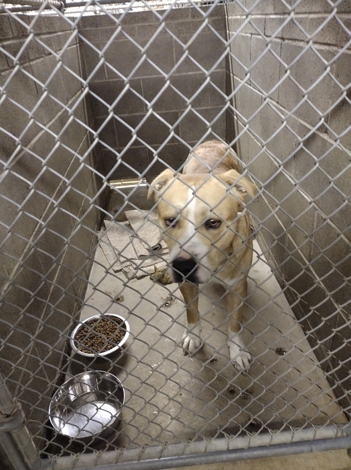 Cody, an adoptable Pit Bull Terrier in Kendallville, IN, 46755 | Photo Image 2