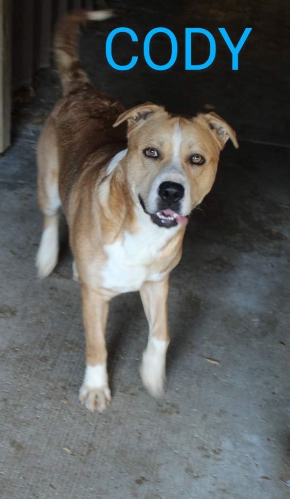 Cody, an adoptable Pit Bull Terrier in Kendallville, IN, 46755 | Photo Image 3