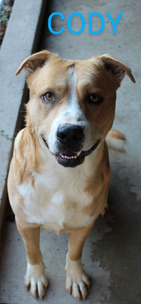 Cody, an adoptable Pit Bull Terrier in Kendallville, IN, 46755 | Photo Image 4