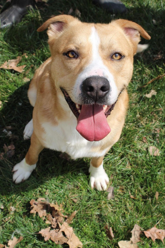 Cody, an adoptable Pit Bull Terrier in Kendallville, IN, 46755 | Photo Image 5