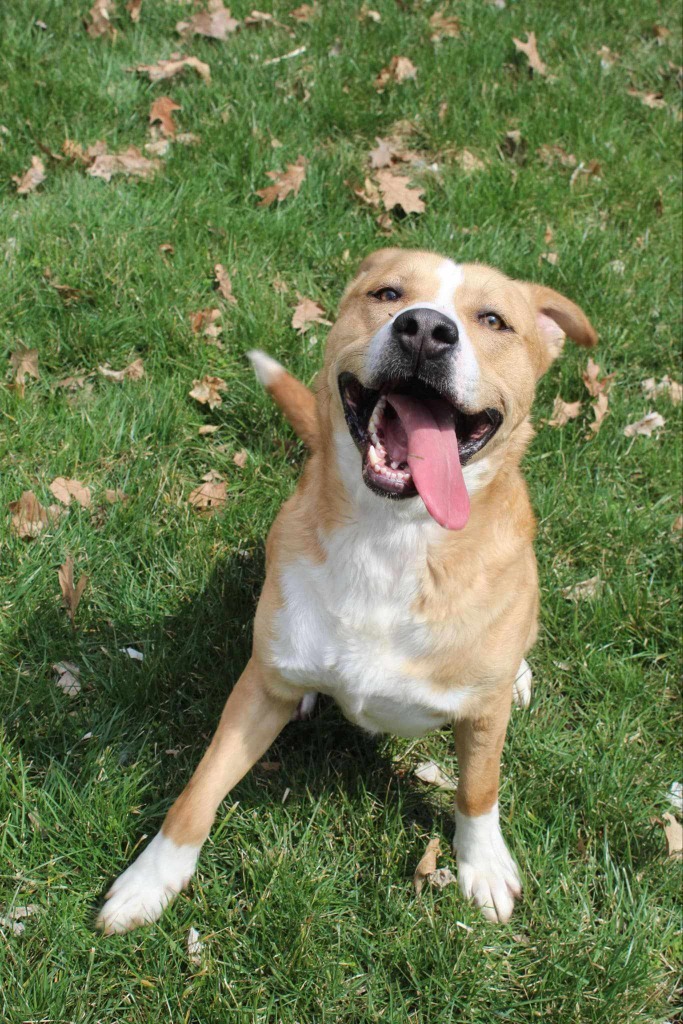 Cody, an adoptable Pit Bull Terrier in Kendallville, IN, 46755 | Photo Image 6