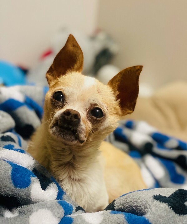Dog for adoption - Viktor, a Chihuahua Mix in San Luis Obispo, CA |  Petfinder