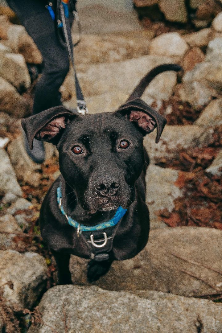 Beth, an adoptable Mixed Breed in New Westminster, BC, V3M 5K3 | Photo Image 2