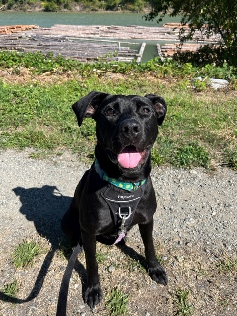 Beth, an adoptable Mixed Breed in New Westminster, BC, V3M 5K3 | Photo Image 1