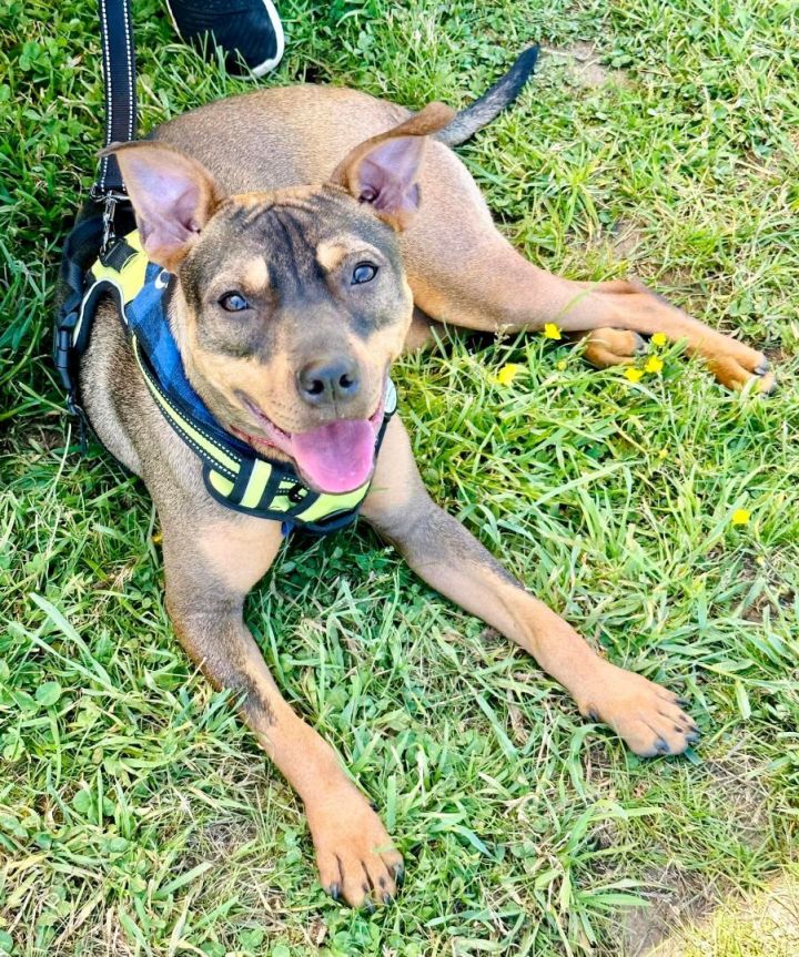 Bella Rose, an adoptable American Staffordshire Terrier & Rottweiler Mix in Bethel, CT_image-4