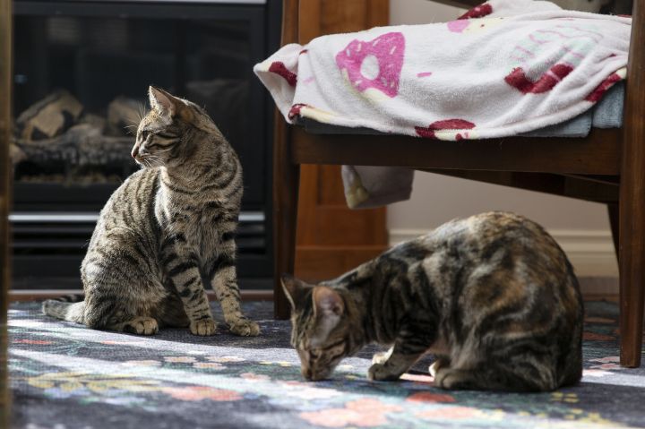 Cat for adoption - Burberry and Prada (bonded pair), a Domestic Short Hair  Mix in Calgary, AB | Petfinder