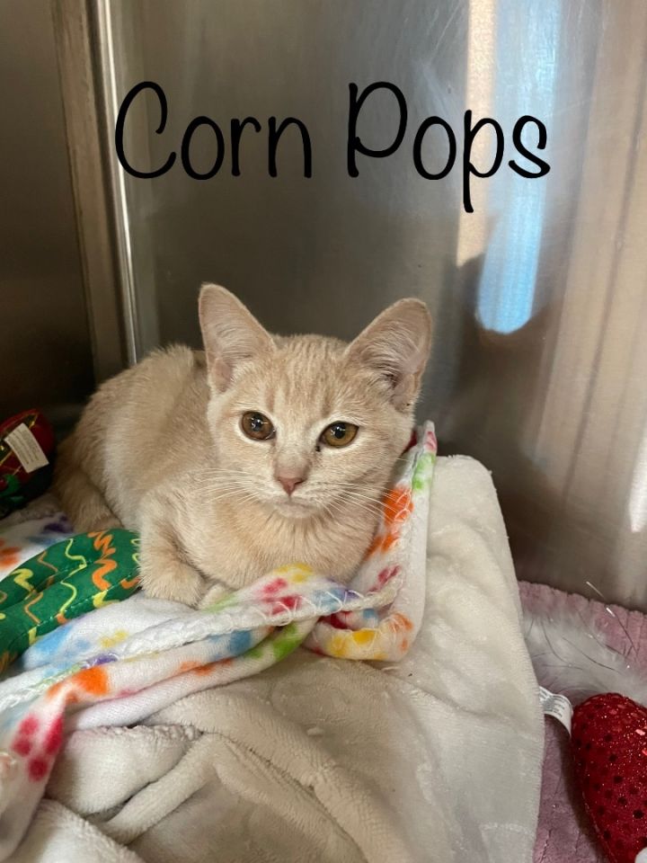 Corn Pops, an adopted Domestic Short Hair Mix in Toast, NC_image-1