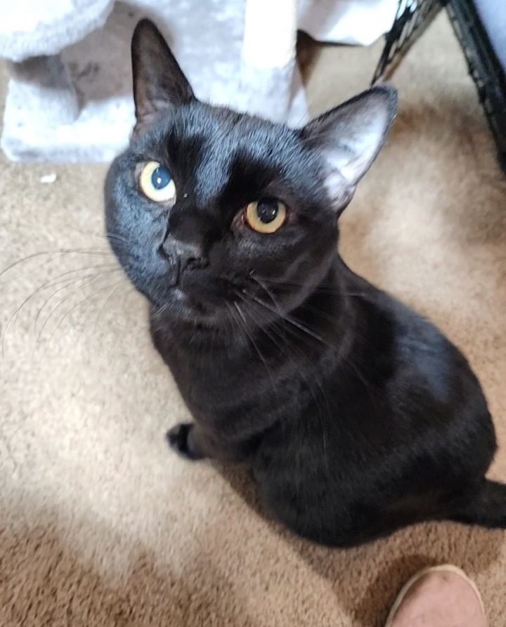 Roscoe 1