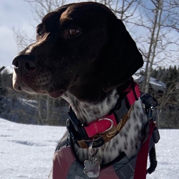 Pepper, an adoptable German Shorthaired Pointer in Park City, UT_image-2