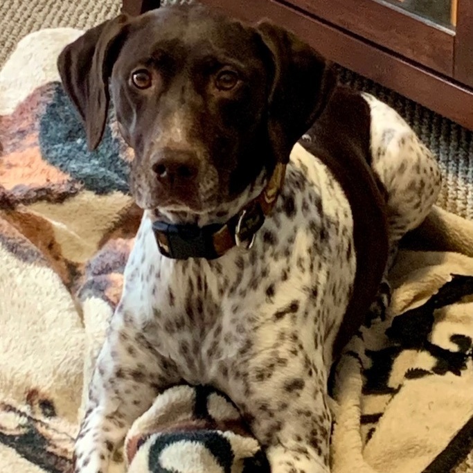 Pepper, an adoptable German Shorthaired Pointer in Park City, UT_image-3