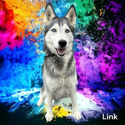 Link 1