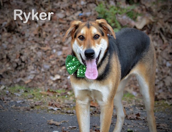 Ryker, an adopted Shepherd Mix in Sevierville, TN_image-1