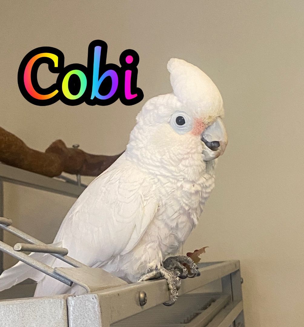 Cockatoo throwing outlet toys