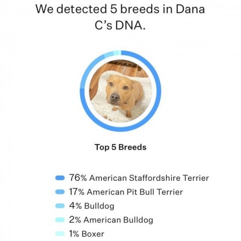 Dana C, an adoptable Terrier in Savannah, GA, 31406 | Photo Image 3