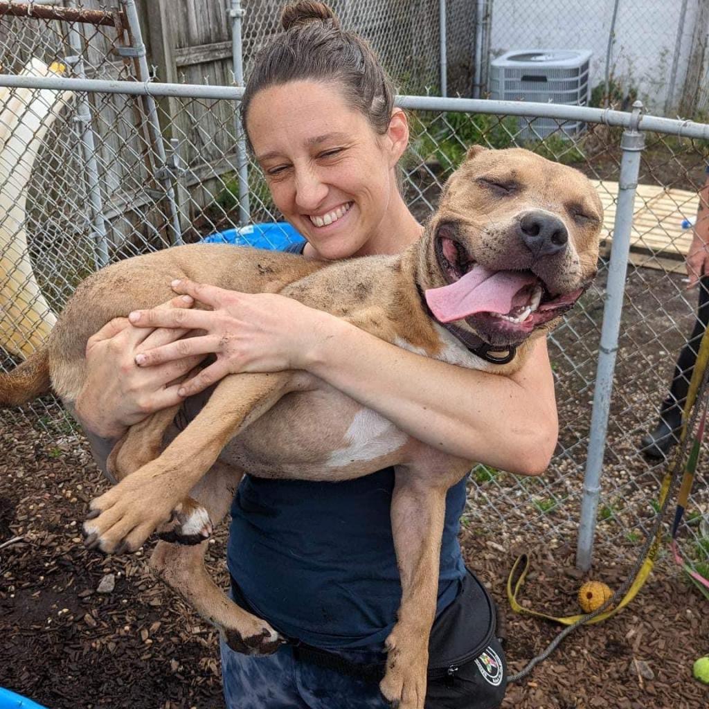 Dana C, an adoptable Terrier in Savannah, GA, 31406 | Photo Image 4