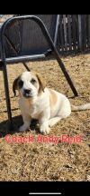 Coach Andy Reid