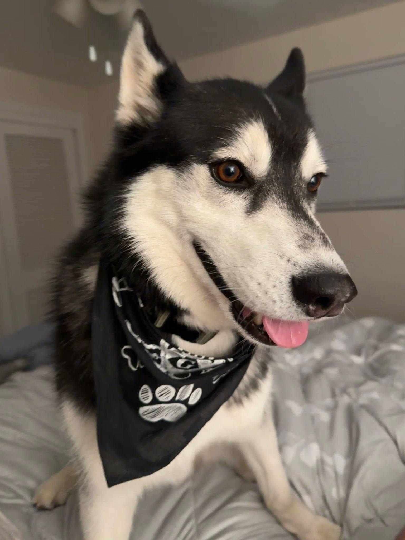 Cosmos, an adoptable Siberian Husky in Cedar Crest, NM, 87008 | Photo Image 1
