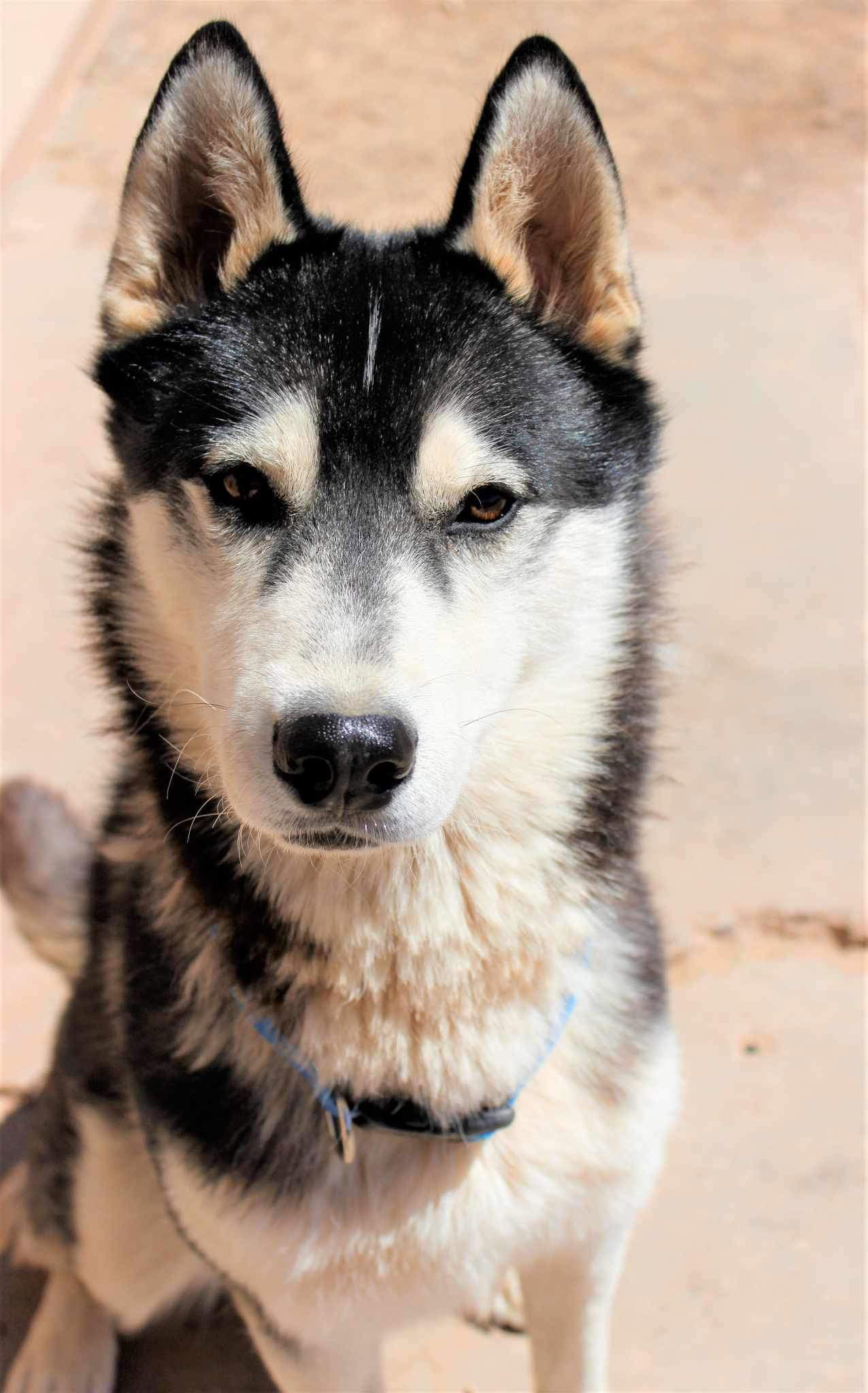 Cosmos, an adoptable Siberian Husky in Cedar Crest, NM, 87008 | Photo Image 2