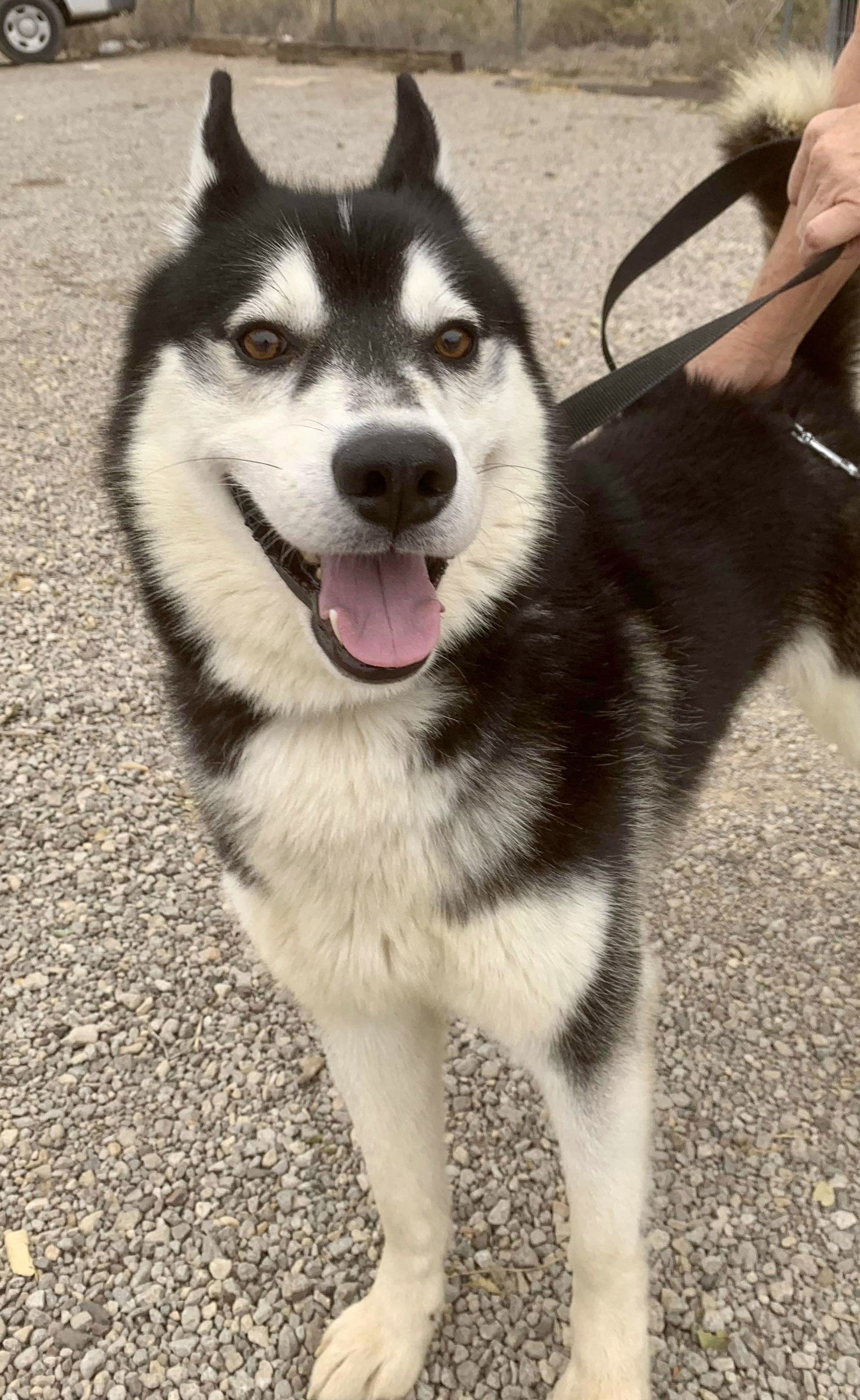 Cosmos, an adoptable Siberian Husky in Cedar Crest, NM, 87008 | Photo Image 3