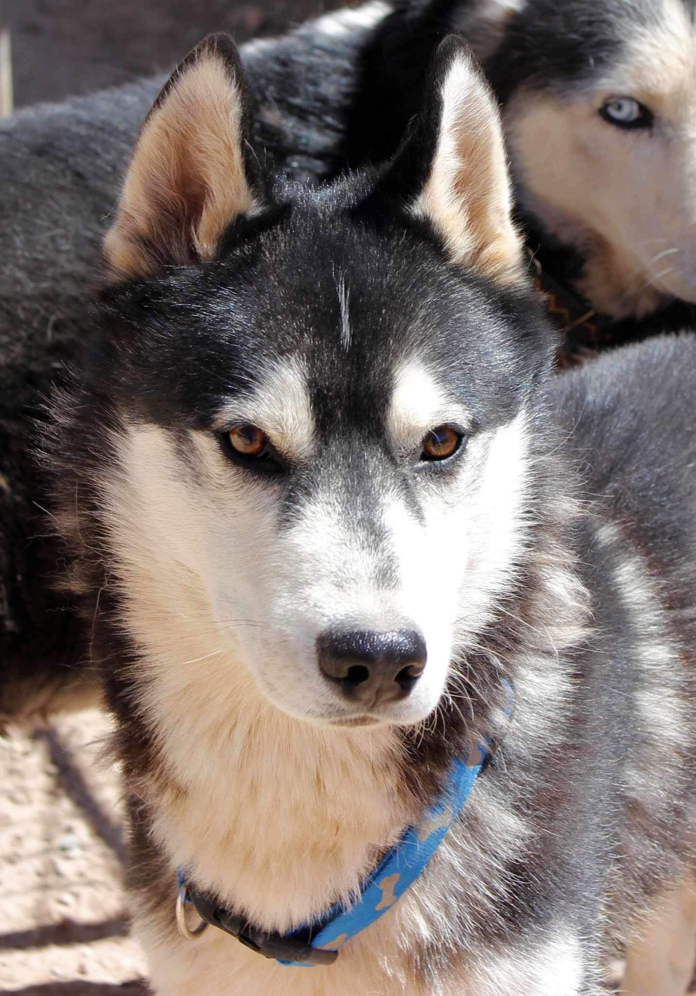 Cosmos, an adoptable Siberian Husky in Cedar Crest, NM, 87008 | Photo Image 3