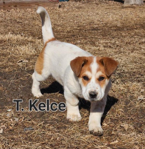 T (I'm a Girl) Kelce