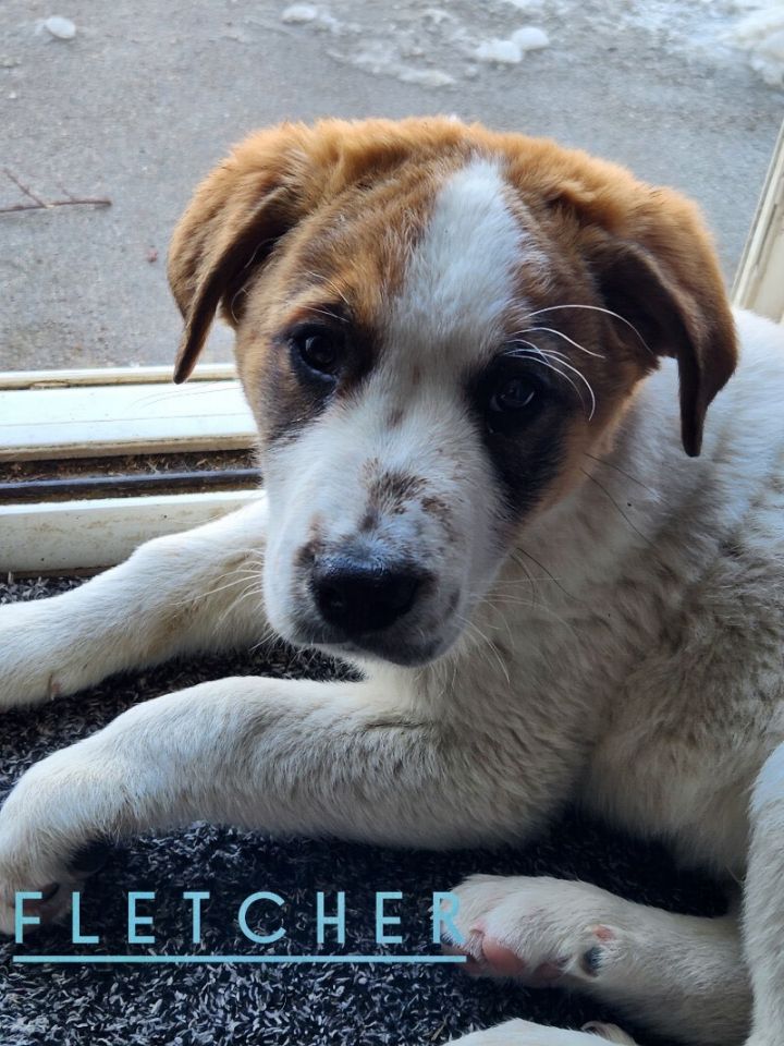 Fletcher, an adopted Great Pyrenees & Beagle Mix in Omaha, NE_image-2