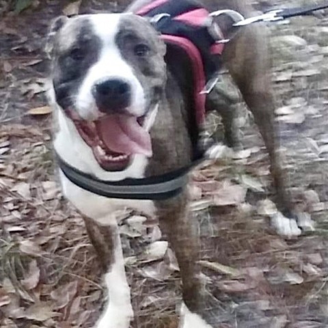 Stetson, an adoptable American Staffordshire Terrier in Savannah, GA, 31406 | Photo Image 4