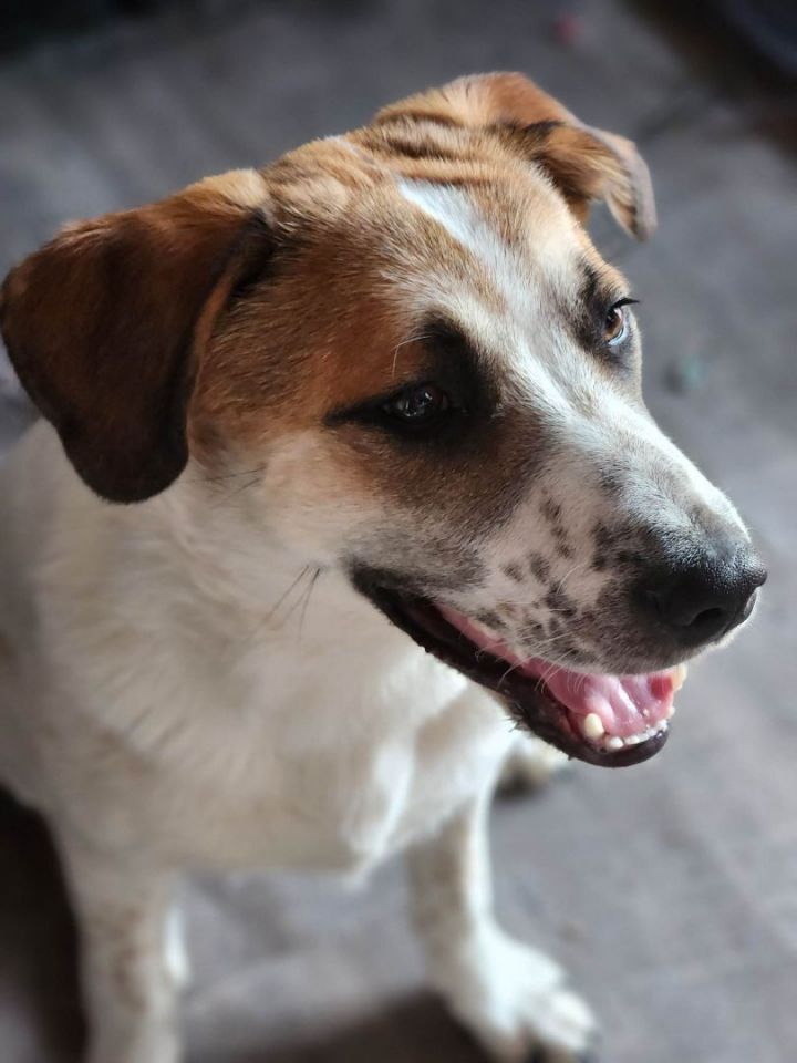 J (Just a Boy) Kelce, an adoptable Great Pyrenees & Beagle Mix in Omaha, NE_image-1