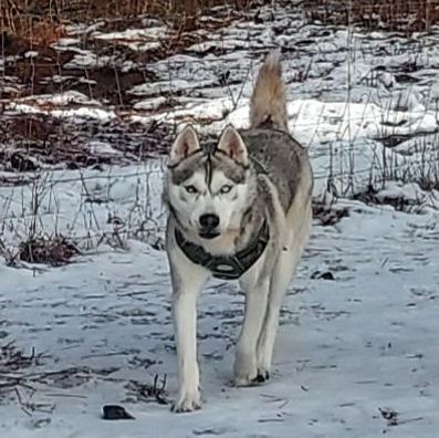 Timber, an adoptable Husky in Goldendale, WA, 98620 | Photo Image 2