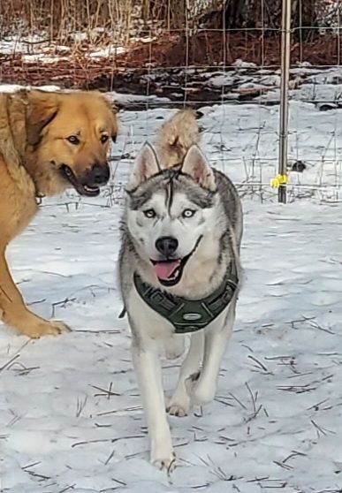 Timber, an adoptable Husky in Goldendale, WA, 98620 | Photo Image 3