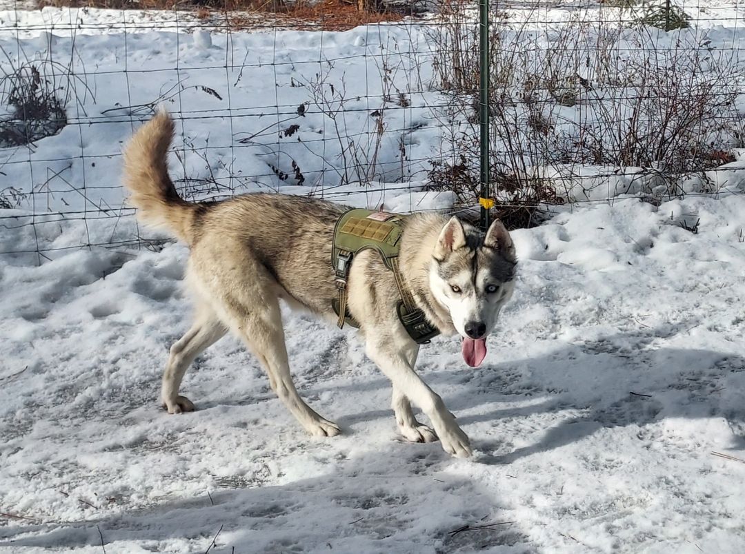 Timber, an adoptable Husky in Goldendale, WA, 98620 | Photo Image 5