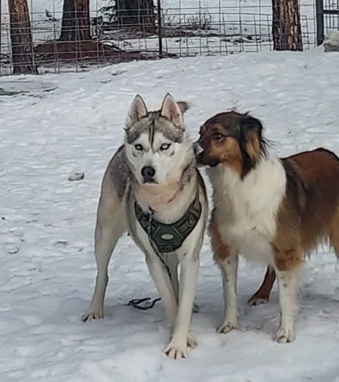 Timber, an adoptable Husky in Goldendale, WA, 98620 | Photo Image 6