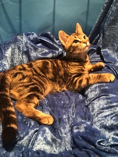 Ralphy (Dasher), an adoptable Bengal in Gainesville, FL, 32614 | Photo Image 3